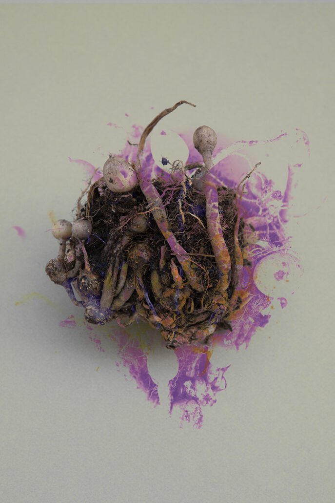 metamorphosis colors 4w